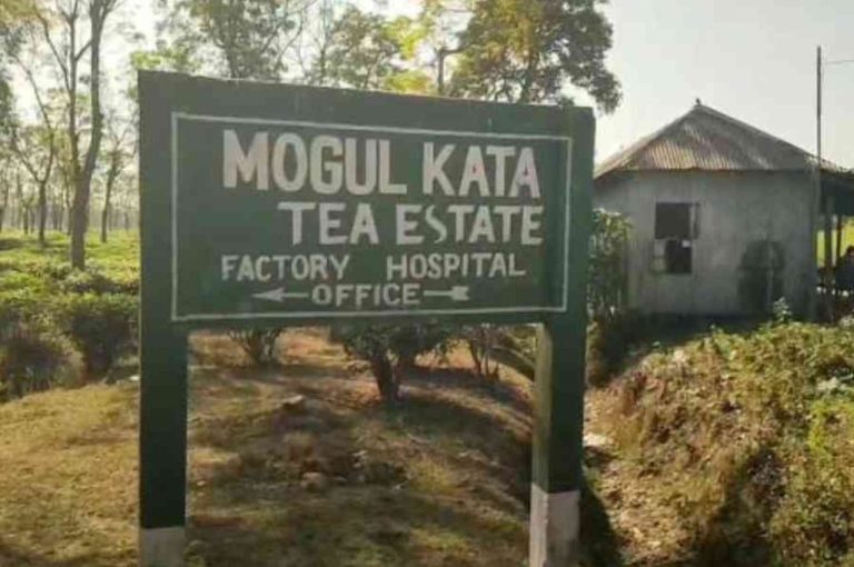 Tea Workers Crisis in Jalpaiguri: 7 Powerful Lessons from Mogulkata Estate Wage Chaos Tea Workers Crisis in Jalpaiguri: 7 Powerful Lessons from Mogulkata Estate Wage Chaos