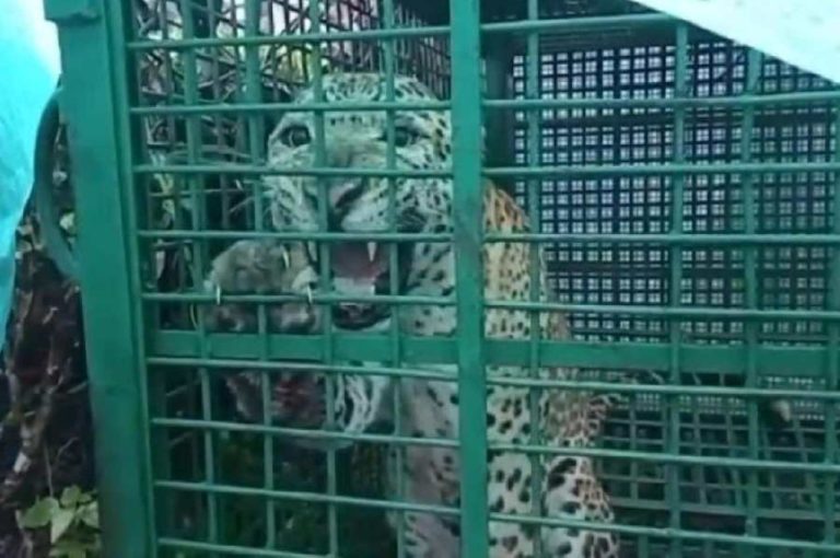 Naxalbari Leopard Capture at Tea Estate – Detailed Analysis of Human‑Wildlife Conflict, Forest Department Action, and Governance Lessons for Conservation in Bengal