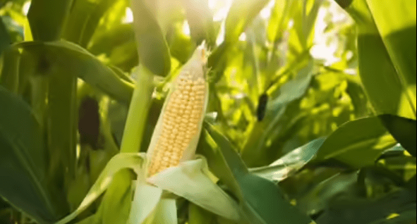 Karnataka Orders KSCMF to Procure & Supply Maize to Distilleries: 1 Bold State Policy Shift