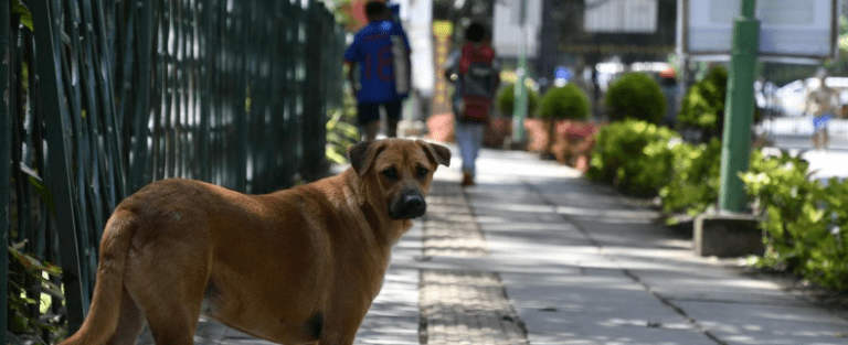 DSEL Orders Stray-Dog Audit in All Karnataka Schools: Urgent 6-Point Directive