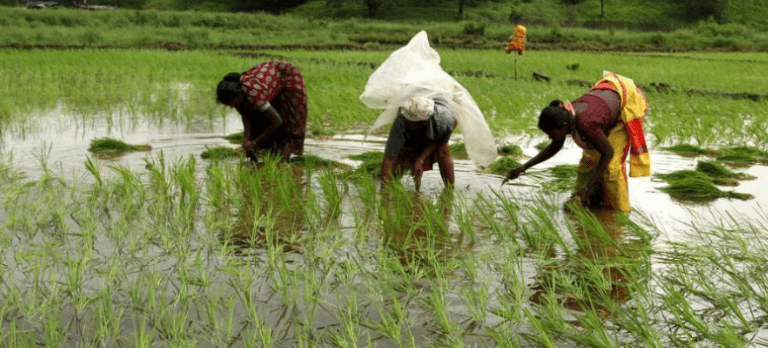 Debate Over Rain -Hit Farmers: Exposing 7 Critical Challenges
