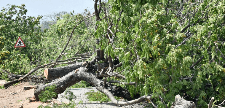 Public Hearing on Tree Felling Gets Cancelled: Fierce Stand as 11 Voices Rise in Emotional Defence