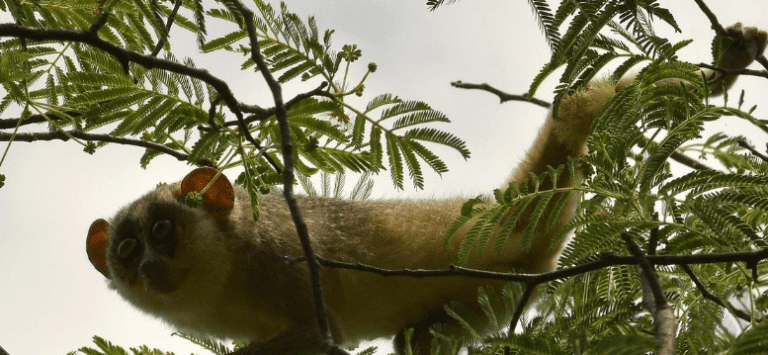 Southern Students’ Deep Empathy for Wildlife Comes to Light: Revealing 2 Signs of Hope Southern Students’ Deep Empathy for Wildlife Comes to Light: Revealing 2 Signs of Hope