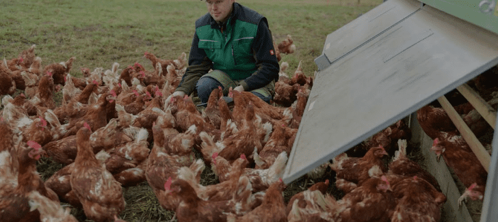 Scientists Train Chickens to Produce Human Proteins in Eggs: Revolutionary 5 Breakthrough