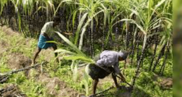 Alert 5: State Sugarcane Cultivators Association Warns Against Fake Donation Drive