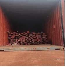 DRI Thwarts Organised Red Sanders Smuggling, Seizes 15 MT Worth ₹6.26 Crore in Chennai; Four Arrested DRI Thwarts Organised Red Sanders Smuggling, Seizes 15 MT Worth ₹6.26 Crore in Chennai; Four Arrested