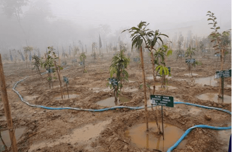 Shri Sanjay Kumar Inaugurates Microforest at PM SHRI Navodaya Vidyalaya, Gautam Buddh Nagar Shri Sanjay Kumar Inaugurates Microforest at PM SHRI Navodaya Vidyalaya, Gautam Buddh Nagar