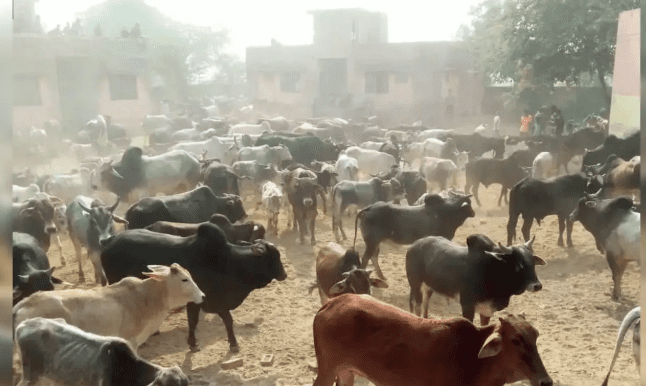 Karnataka’s Anti-Cow Slaughter Amendment Remains Pending: Stalled Justice, 1 Crucial Bill, Growing Tensions