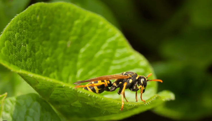 Wasps as Nature’s Pest Controllers: Tiny Hunters, 1 Great Impact, Ecological Balance
