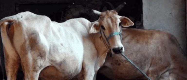 Government Holds Back Amendment to Anti Cow Slaughter Act: Stalled Shield, 1 Bill, Rising Unease