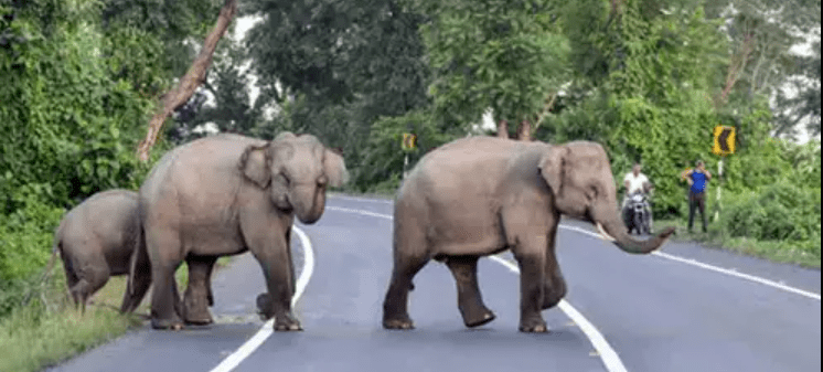 Elephant Task Force Set to Begin Work in Dakshina Kannada: 1 Week, Shocking Fragile Coexistence
