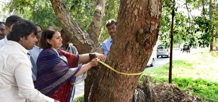Mysuru Tree Census to Begin on December 22: Bold 1 Promise, Living Legacy