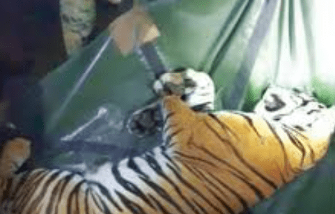 Resilient Hope 1: Tigress Trapped and Captured in Bandipur Buffer Zone