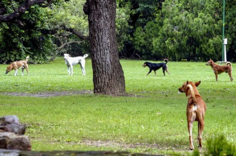 Abandoned Newborn Survives Freezing Night Guarded by Stray Dogs in Nabadwip 2025