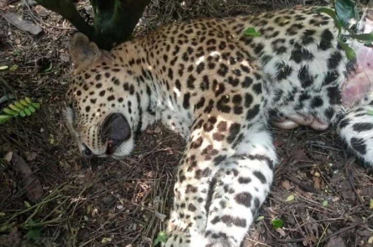 Leopard Carcass in Kurseong Forest and Wildlife Protection Challenges