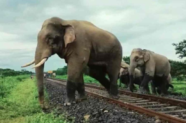 Elephant Deaths in Jalpaiguri Spur Train Speed Curbs 2025