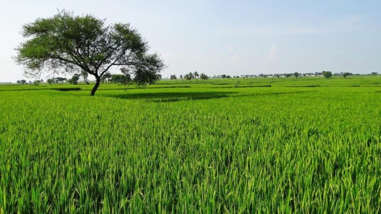 Delhi Agricultural Land Circle Rates: Big Eight-Fold Hike After 17 Years