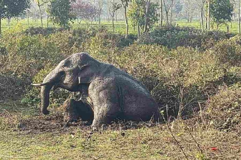 Jalpaiguri Jumbo Calf Rescue 2026 – Detailed Analysis of Tea Garden Incident, Human‑Wildlife Conflict, and Governance Lessons for Elephant Conservation in Bengal