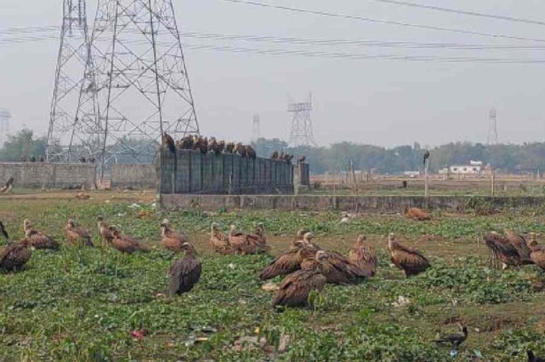 Himalayan Griffon Vultures Siliguri 2026 – Detailed Analysis of Ecological Recovery, Biodiversity Signals, and Governance Lessons in Bengal