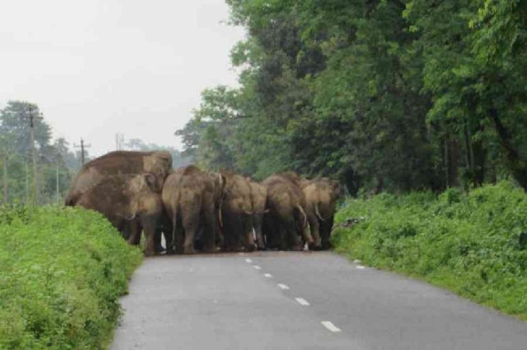 Elephant Herd Safely Returns to Khayerbari Forest After Straying 20km Into Cooch Behar Villages
