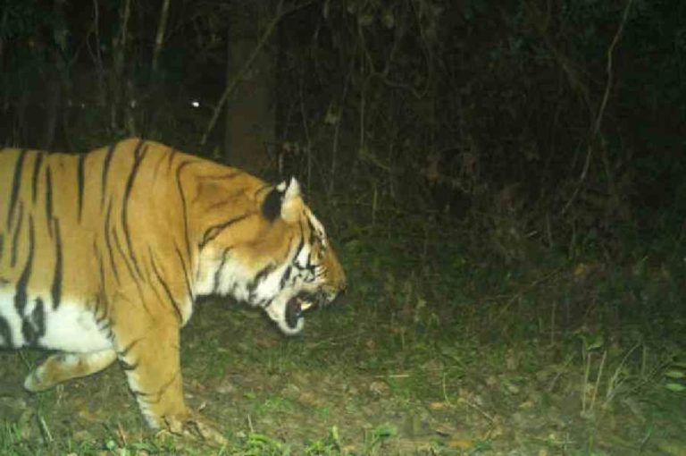 Buxa Tiger Reserve Sighting 2026 – Detailed Analysis of Habitat Restoration, Grassland Expansion, and Conservation Lessons for Bengal