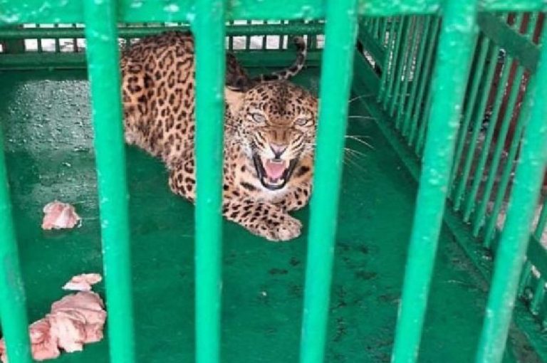 Jalpaiguri Leopard Rescue 2026 – Detailed Analysis of Human‑Wildlife Conflict, Forest Department Action, and Governance Lessons