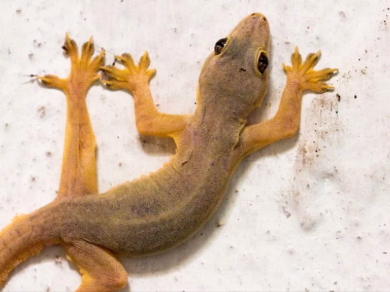 Lizard Kurti Video Brings a Light Moment Across Social Media Rs 20 only