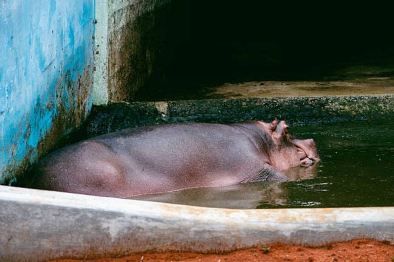 Alipurduar Rhino Fog Incident 2026 – Detailed Analysis of Jaldapara Wildlife Conflict, Community Panic, and Governance Lessons for Conservation