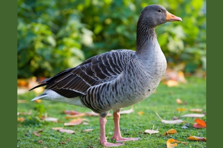 Majuli Migratory Birds Poisoning Assam 2026 – Detailed Analysis of Conservation Crisis, Governance Failures, and Lessons in Ecological Protection