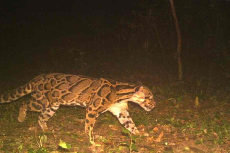 Clouded Leopard Buxa Tiger Reserve 2026 – Detailed Analysis of Rare Sighting, Conservation Challenges, and Governance Lessons in Wildlife Protection