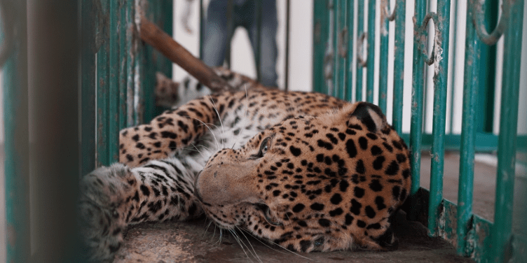 Bengaluru Shaken by Death of a Pregnant Leopard: HAUNTING 5 QUESTIONS OF LOSS