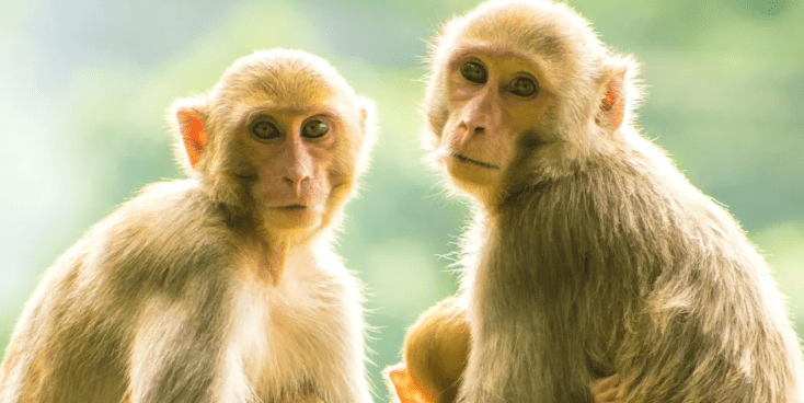 11 Monkey Deaths in Tumakuru Raise Poisoning Fears