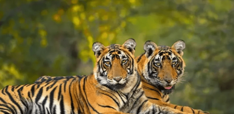 Tiger Census Begins Across Karnataka: MIGHTY COUNT, 6 NATIONS OF HOPE, ONE ROARING LEGACY
