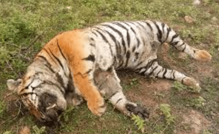 Tiger Found Dead in Bhadra Tiger Reserve: Tragic Loss, 1 Iconic Predator, Conservation Alarm