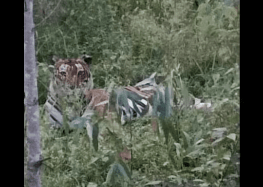 SHOCKING 1 FEAR:  A TIGER ON THE LOOSE NEAR MYSURU