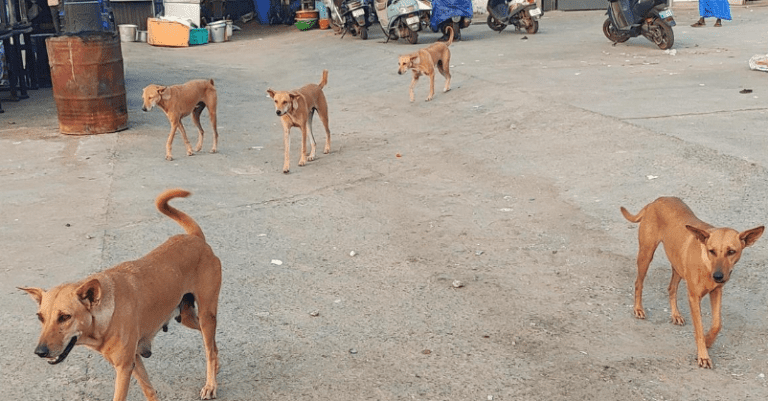 How Stray Dogs Claimed a Rider in Belagavi: TRAGIC CHASE, 1 NIGHT, A YOUNG LIFE LOST