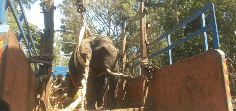Forest Department Captures Tusked Animal After Fatal Attack in Hassan: BOLD ACTION, 1 ELEPHANT, A VILLAGE’S RELIEF