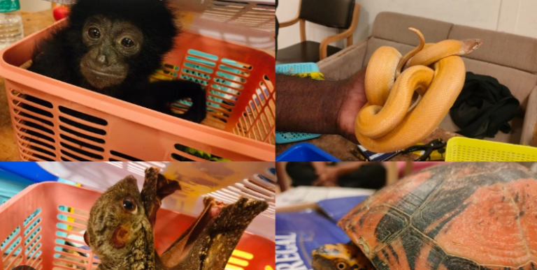 Bengaluru Airport Bust Exposes Dark Underbelly of Exotic Animal Smuggling: Stunning Seizure 7