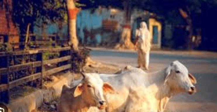 Karnataka’s Cattle Protection Is Policy, Not Tokenism: STRONGER 5-POINT COMMITMENT TO FAITH AND FARMERS
