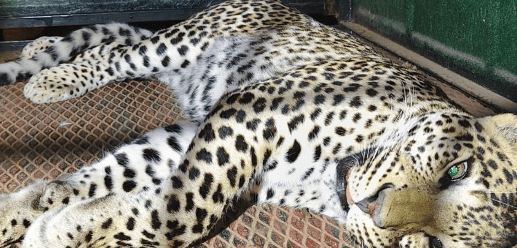 1 Tragic Attack Leads to Leopard Capture at M. M. Hills: RELIEF AND RESOLVE