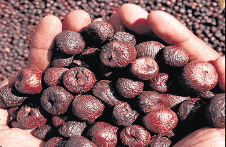 Farmers’ Bold Plea on Arecanut Classification: Critical 4-Year Hope