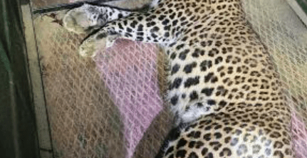 Relief as Leopard Captured in Hubballi: Daring 1-Month Chase