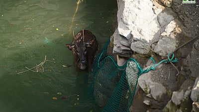 Sambar Deer Rescued from 40-Foot Well in Maharashtra, Dramatic Operation Saves Animal