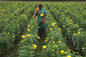 Karaikal Farmers Caught Between Crop Loss and Delayed Relief in 2026