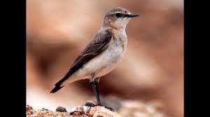 Pongal Bird 2026 Highlights a Rare Discovery in Tamil Nadu