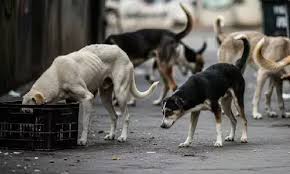 TN Virudhunagar Incident Highlights Rising Concern Over Dog Attacks in Residential Areas