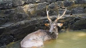 Sambar deer