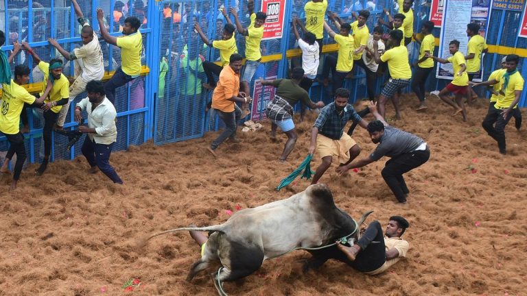 During Jallikattu Tragedy at Palamedu Brings Safety Concerns Back Into Focus