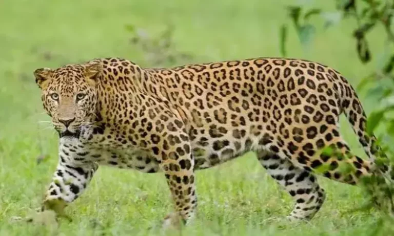 Two Leopards That Terrorised STR Area Lead to Major Relief for Village Residents in 2026