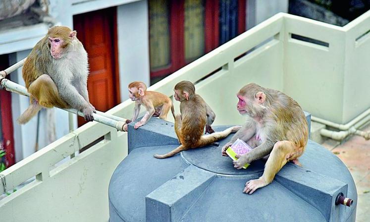 TN Melur Town Faces Growing Monkey Menace as Public Pressure Builds in 2026